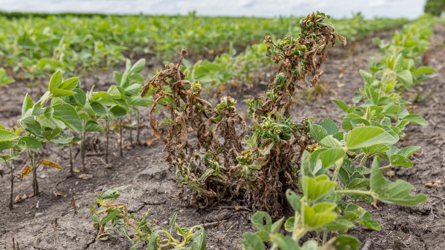 weed management