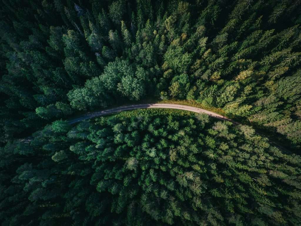 forestry